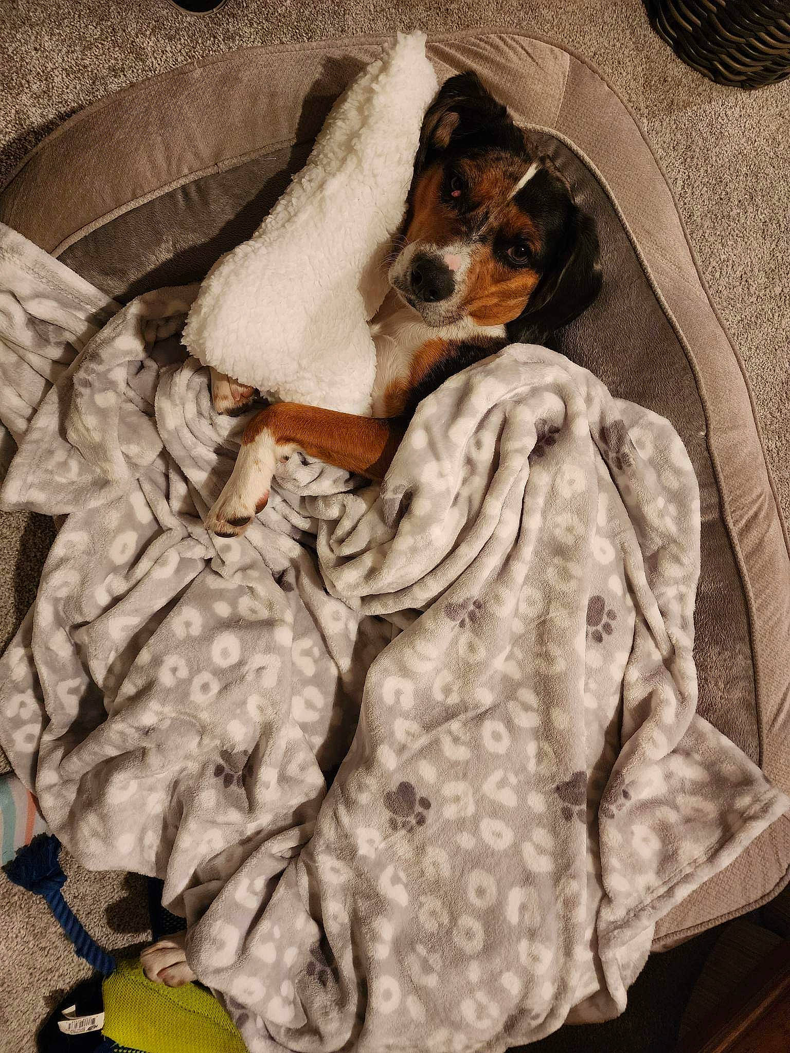 Archie joined the competition — help win amazing prizes! baby_toddler_clothing, bed_sheet, bedding, blanket, carnivore, comfort, comfort_food, companion_dog, cuisine, dish, dog, dog_breed, fur, guard_dog, ingredient, linens, pattern, sleeve, toy_dog