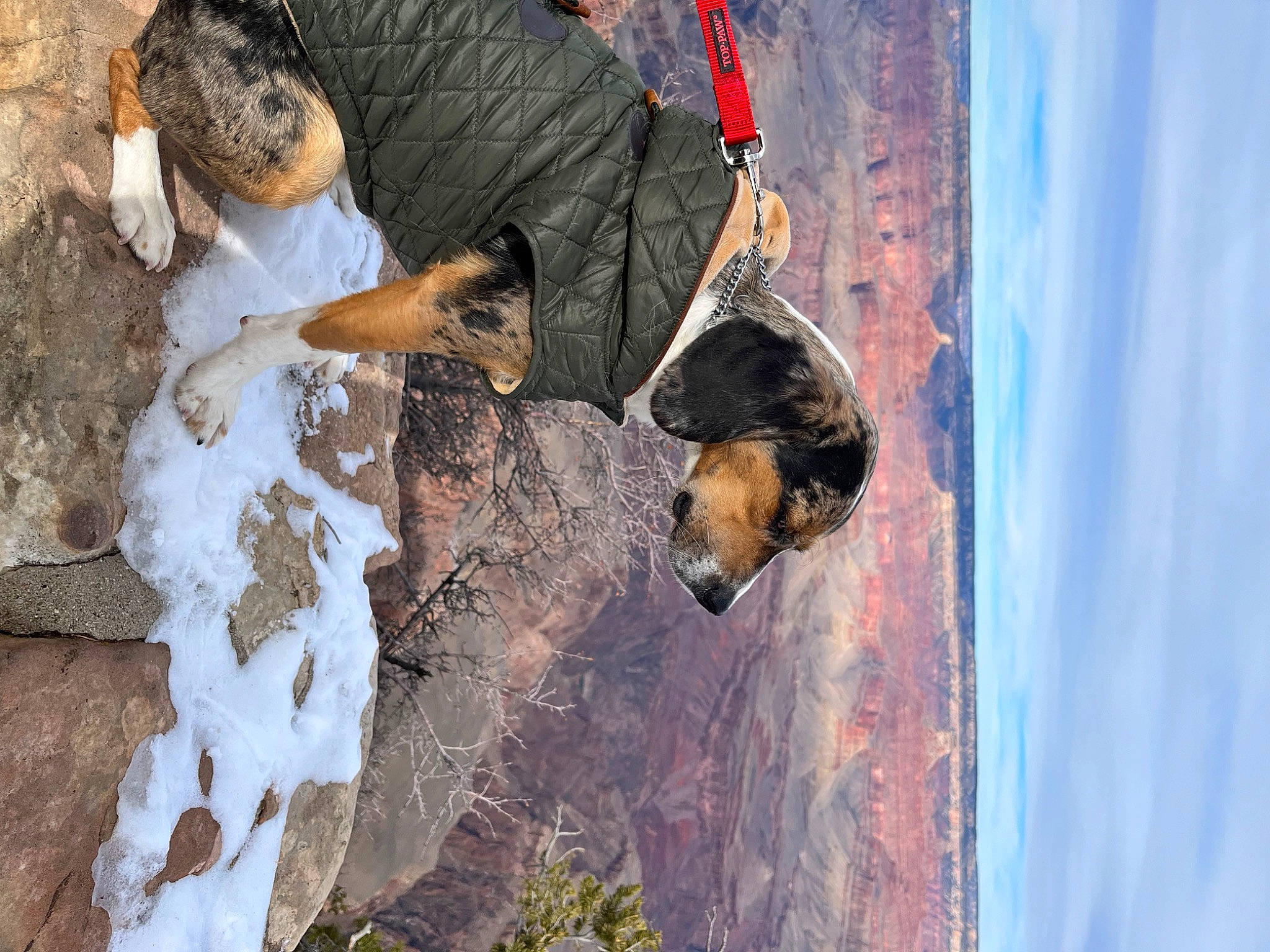 Archie joined the competition — help win amazing prizes! adventure, cloud, dog, fun, leisure, plant, recreation, rock, sky, soil, sport_climbing, sporting_group, tree, trunk, visual_arts, water