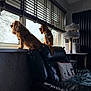 blanket, blinds, cat_tree, cozy, curtains, daylight, dog, dog_harness, furniture, home_decor, houseplant_shadow, indoor, leather_chair, living_room, looking_out_window, pet, pillow, two_dogs, wallpaper, window