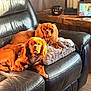 animal, blanket, brown_dog, cat_photo, couch, cozy, dog, floor, fur, halloween_decor, home, indoor, jack_o_lantern, leather, living_room, pet, photo_frame, relaxing, two_dogs, wooden_table