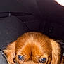animal, black_nose, brown_fur, canine, car_interior, close_up, companion, cute, dog, domestic_animal, ears, fur, indoors, looking, pet, portrait, puppy, resting, seat, young_dog