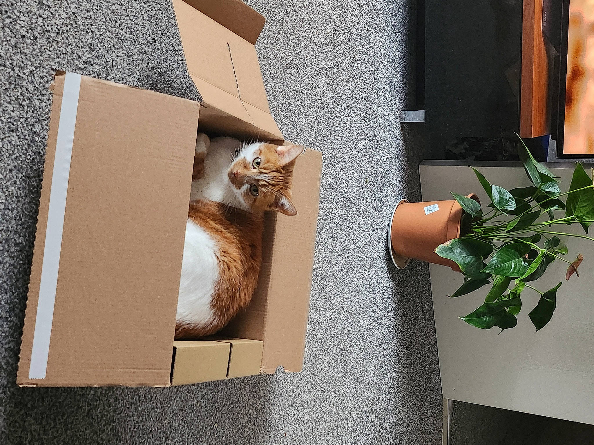 Daisy is registered to the contest to win money with this photo: art, cardboard, design, fawn, flooring, flowerpot, hardwood, house, houseplant, material_property, plant, rectangle, room, shelf, shelving, shipping_box, table, urban_design, wall, wood