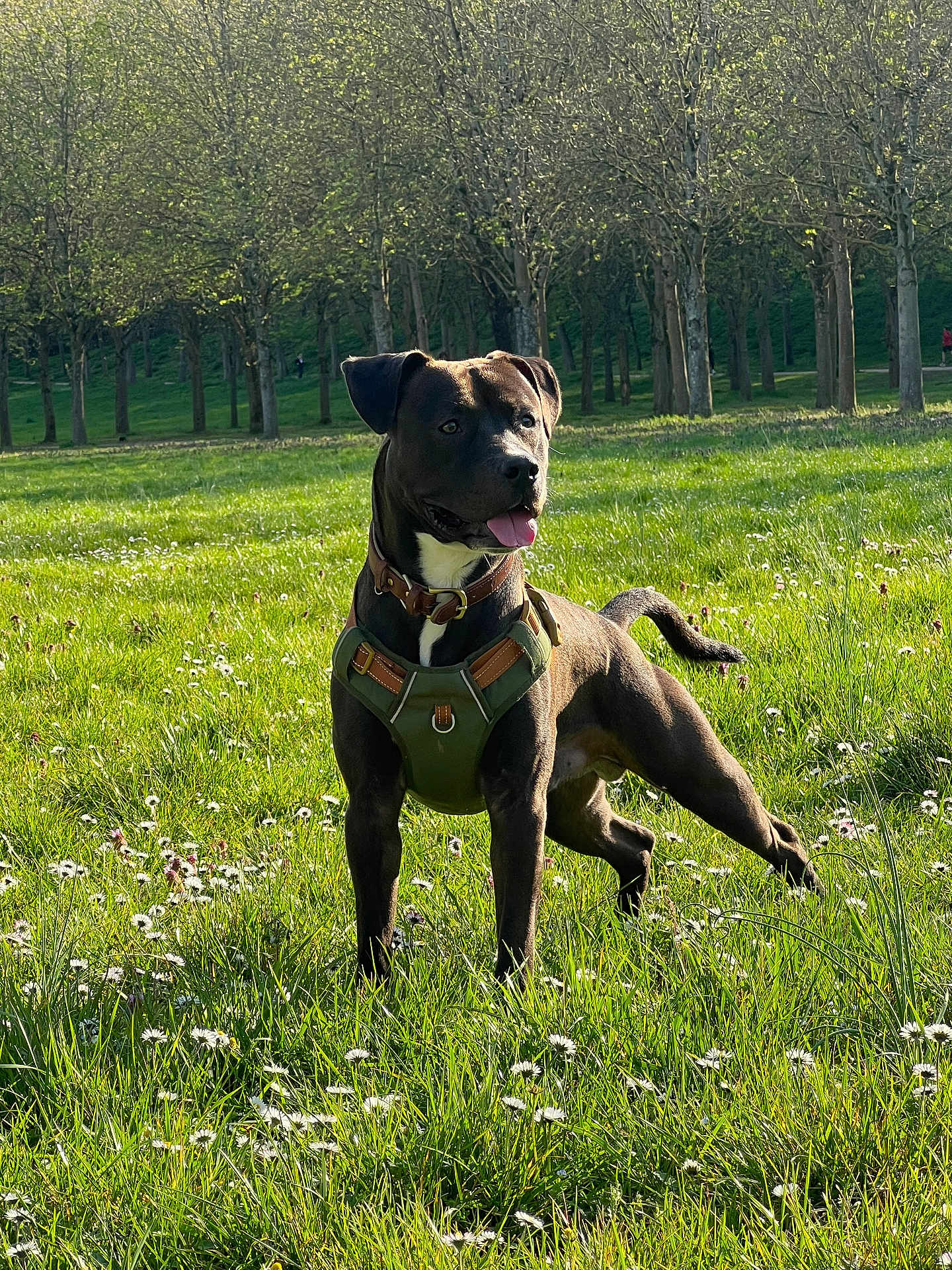Thor participe au concours pour gagner de l'argent avec cette photo : dog, canine, grass, field, trees, sunlight, outdoor, nature, pet, animal, greenery, collar, harness, flora, summer, playful, alert, tongue_out, park, daytime