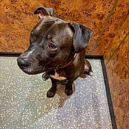 Thor participe au concours pour gagner de l'argent avec cette photo : dog, black_dog, brown_eyes, sitting, floor, speckled_floor, wood_paneling, indoor, pet, canine, collar, ears, looking_up, waiting, animal, companion, portrait, facing_left, close_up, alert