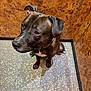 dog, black_dog, brown_eyes, sitting, floor, speckled_floor, wood_paneling, indoor, pet, canine, collar, ears, looking_up, waiting, animal, companion, portrait, facing_left, close_up, alert