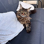 Luna participe au concours pour gagner de l'argent avec cette photo : animal, cat, chair, comfort, cushion, cute, domestic_animal, feline, fluffy, fur, long_hair, looking_at_camera, outdoor, paws, pet, relaxed, resting, seat, tabby, whiskers