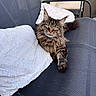 animal, cat, chair, comfort, cushion, cute, domestic_animal, feline, fluffy, fur, long_hair, looking_at_camera, outdoor, paws, pet, relaxed, resting, seat, tabby, whiskers