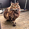 cat, tabby, fluffy_fur, outdoor, wooden_deck, pet, animal, walking, fur, whiskers, green_eyes, confident, majestic, domestic_cat, close_up, natural_light, background, black_wall, furniture, flooring