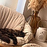 cat, sleeping, chair, cushion, cozy, tabby, fur, indoor, decor, vase, pampas_grass, lantern, wooden_furniture, relaxation, home, soft_texture, neutral_colors, peaceful, pet, resting