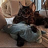 cat, tabby_cat, stuffed_toy, blanket, cushion, chair, indoor, cozy, pet, feline, soft_toy, curtain, window, relaxing, home_decor, plush, resting, mammal, fur, pet_toy