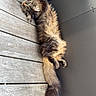 cat, fluffy, long_hair, wooden_deck, relaxed, outdoor, tabby, brown, black, tail, whiskers, feline, pet, resting, chair_leg, curious, animal, nature, daylight, fur