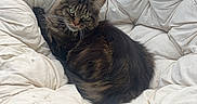 Luna a rejoint le concours — aidez-le/la à gagner de superbes lots ! cat, comfortable, cozy, curious, cushion, domestic, fluffy, fur, furniture, green_eyes, household, indoor, lounging, papasan_chair, pet, relaxed, resting, soft, tabby, wooden_frame