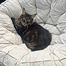 cat, tabby, green_eyes, papasan_chair, cushion, furniture, indoor, relaxed, pet, fluffy, cozy, lounging, curious, household, wooden_frame, soft, comfortable, domestic, resting, fur