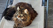 Luna participe au concours pour gagner de l'argent avec cette photo : cat, fluffy, lounging, chair, beige, mesh, outdoor, wooden_deck, basket, pet, feline, relaxed, alert, long_hair, tabby, animal, resting, paw, green_eyes, domestic_cat