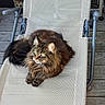 cat, fluffy, lounging, chair, beige, mesh, outdoor, wooden_deck, basket, pet, feline, relaxed, alert, long_hair, tabby, animal, resting, paw, green_eyes, domestic_cat