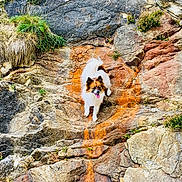 Maloya participe au concours pour gagner de l'argent avec cette photo : adventure, animal, colorful, daytime, dog, grass, greenery, happy, landscape, nature, outdoor, pet, playful, rock, rocky_surface, small_dog, sunlight, texture, tongue_out, wild