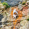 adventure, animal, colorful, daytime, dog, grass, greenery, happy, landscape, nature, outdoor, pet, playful, rock, rocky_surface, small_dog, sunlight, texture, tongue_out, wild
