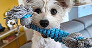 Joyce participe au concours pour gagner de l'argent avec cette photo : dog, toy, rope_toy, white_dog, pet, indoor, living_room, couch, curious, playful, fur, ears, black_nose, wooden_floor, furniture, framed_picture, yellow_wall, gray_couch, close_up, cute
