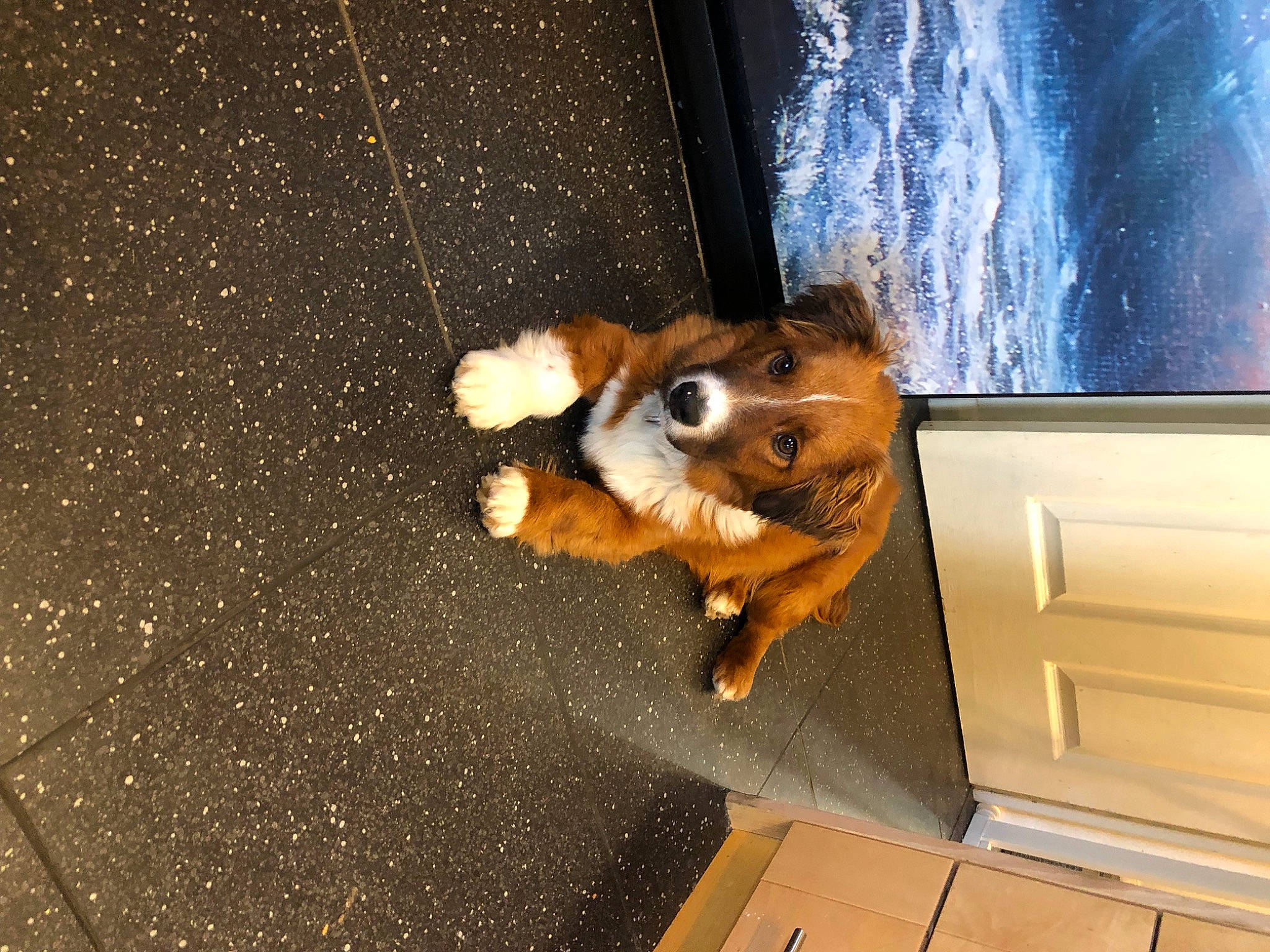 Kodi is registered to the contest to win money with this photo: asphalt, automotive_exterior, brown, carnivore, companion_dog, dog, dog_breed, door, fawn, felidae, flooring, fur, road_surface, snout, tints_and_shades, vehicle_door, water, window, windshield, wood