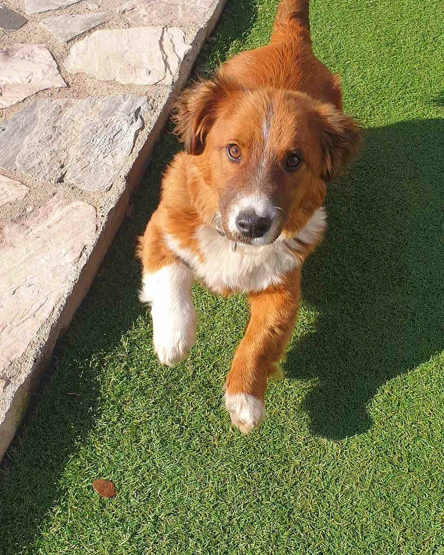 Kodi joined the competition — help win amazing prizes! ancient_dog_breeds, canidae, carnivore, companion_dog, dog, dog_breed, fawn, flooring, fur, grass, herding_dog, liver, plant, puppy, snout, sporting_group, tail, terrestrial_animal, whiskers, working_dog