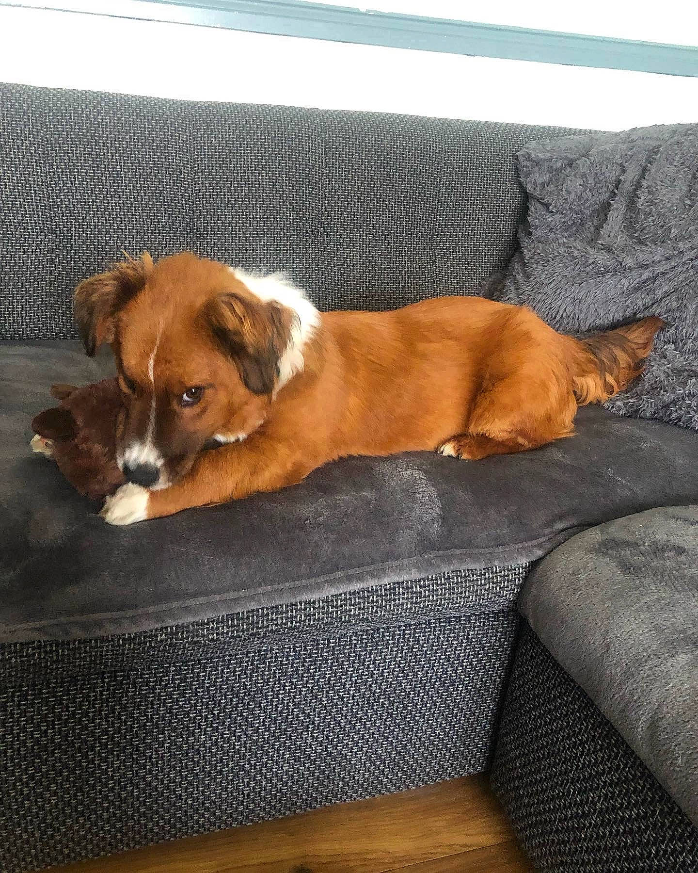 Kodi is registered to the contest to win money with this photo: canidae, carnivore, comfort, companion_dog, couch, dog, dog_breed, dog_supply, fawn, flooring, hardwood, hound, linens, liver, nap, sporting_group, table, tail, wood, working_animal