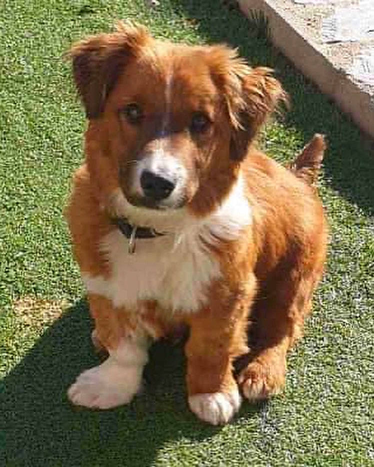 Kodi is registered to the contest to win money with this photo: ancient_dog_breeds, canidae, carnivore, companion_dog, dog, dog_breed, fawn, fur, grass, liver, plant, puppy, snout, sporting_group, tail, terrestrial_animal, whiskers, working_animal, working_dog