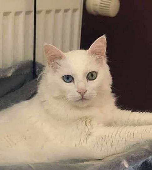 White a rejoint le concours — aidez-le/la à gagner de superbes lots ! ball, carnivore, cat, claw, comfort, domestic_short_haired_cat, eye, felidae, fur, head, iris, paw, sitting, small_to_medium_sized_cats, snout, tail, terrestrial_animal, whiskers, window