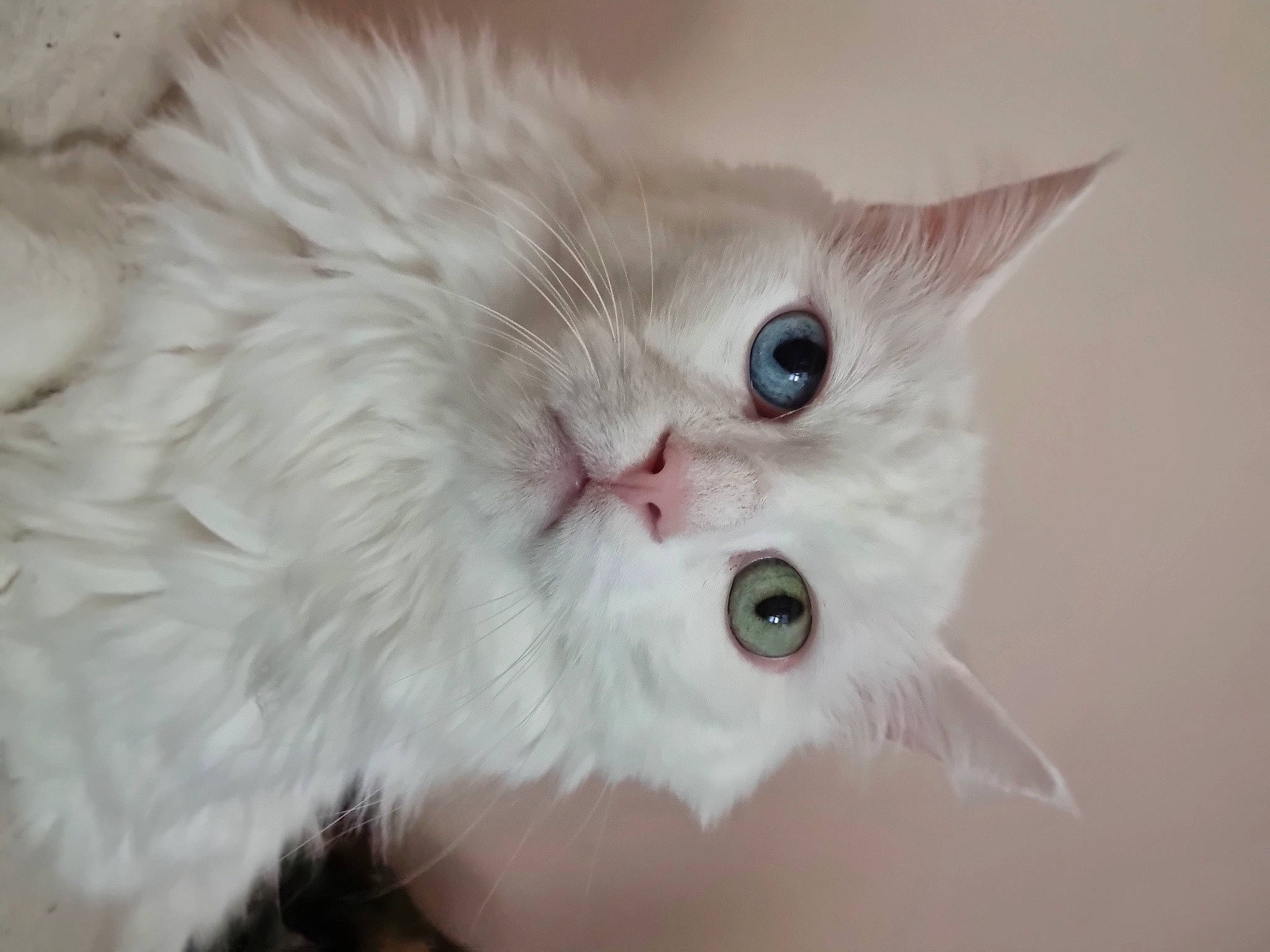 White a rejoint le concours — aidez-le/la à gagner de superbes lots ! british_longhair, carnivore, cat, fang, felidae, fur, paw, persian, plant, small_to_medium_sized_cats, whiskers, window