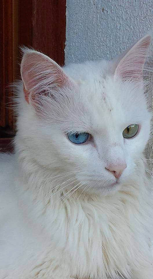 White a rejoint le concours — aidez-le/la à gagner de superbes lots ! carnivore, cat, domestic_short_haired_cat, eye, felidae, fur, mammal, small_to_medium_sized_cats, snout, tail, terrestrial_animal, vertebrate, whiskers, window