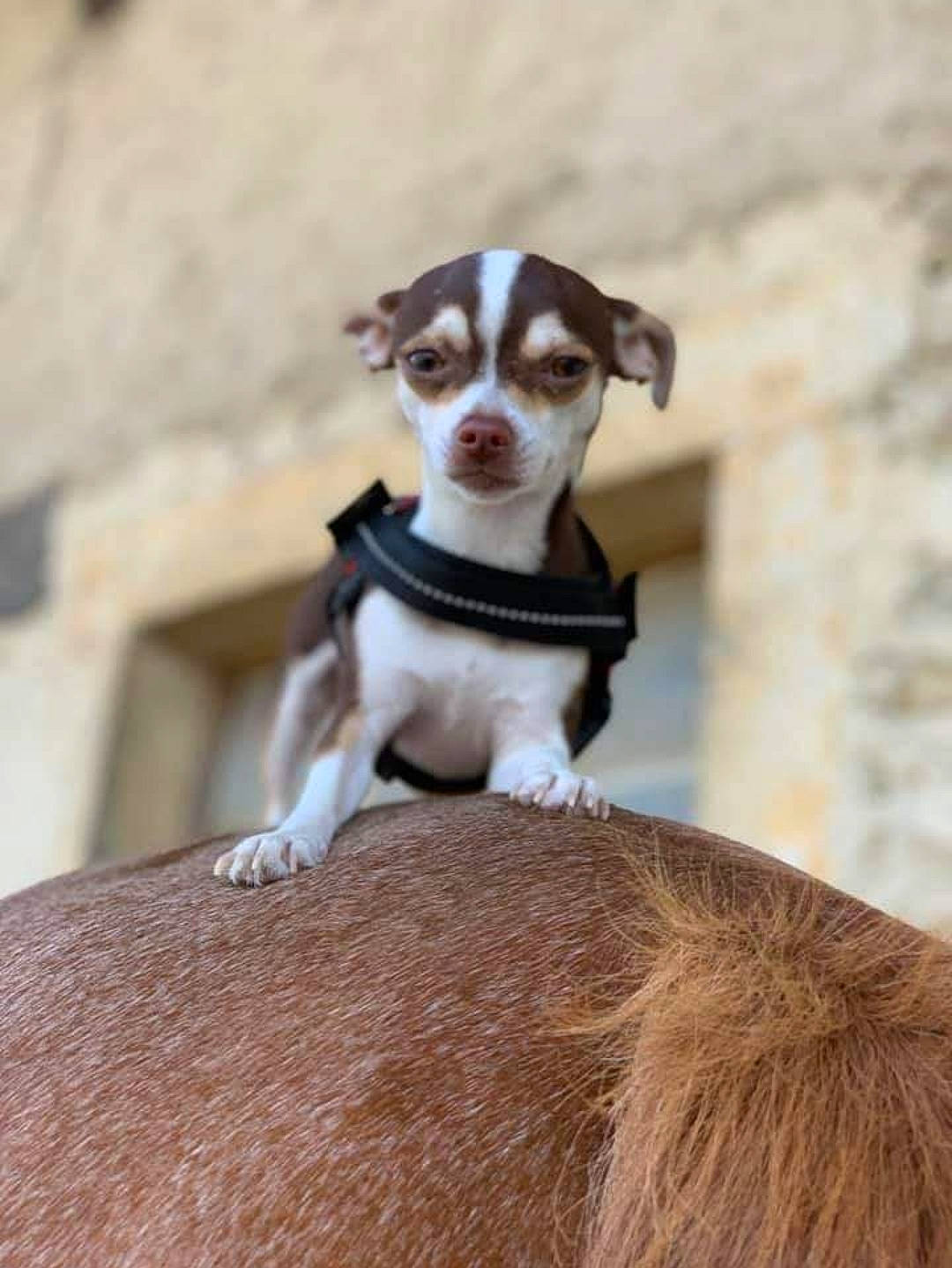 Olyta participe au concours pour gagner de l'argent avec cette photo : canidae, carnivore, collar, companion_dog, dog, dog_breed, dog_collar, eyewear, fawn, fur, leash, liver, pet_supply, snout, sporting_group, tail, terrestrial_animal, vision_care, whiskers, working_animal