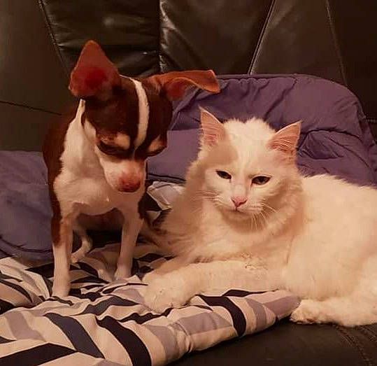 Olyta participe au concours pour gagner de l'argent avec cette photo : bedding, carnivore, cat, cat_supply, comfort, companion_dog, dog, domestic_short_haired_cat, fawn, felidae, fur, linens, paw, small_to_medium_sized_cats, snout, tail, toy_dog, vertebrate, whiskers, working_animal