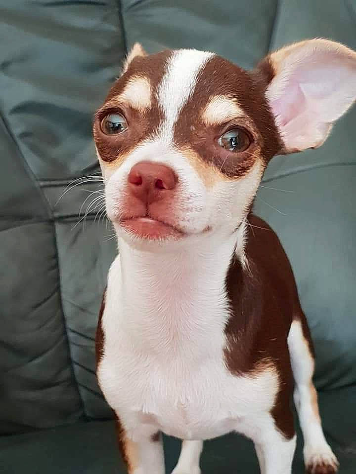 Olyta a rejoint le concours — aidez-le/la à gagner de superbes lots ! boston_terrier, canidae, carnivore, companion_dog, dog, dog_breed, ear, eye, fawn, fur, no_expression, non_sporting_group, snout, sporting_group, terrestrial_animal, toy_dog, whiskers, working_animal