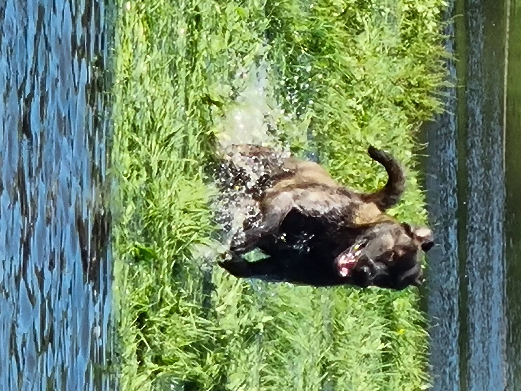 Rio Sado Villa Morena participe au concours pour gagner de l'argent avec cette photo : canidae, carnivore, companion_dog, dog, dog_breed, fawn, grass, guard_dog, lake, liver, plant, sporting_group, tail, terrestrial_animal, tree, trunk, water, wildlife, wood, working_animal