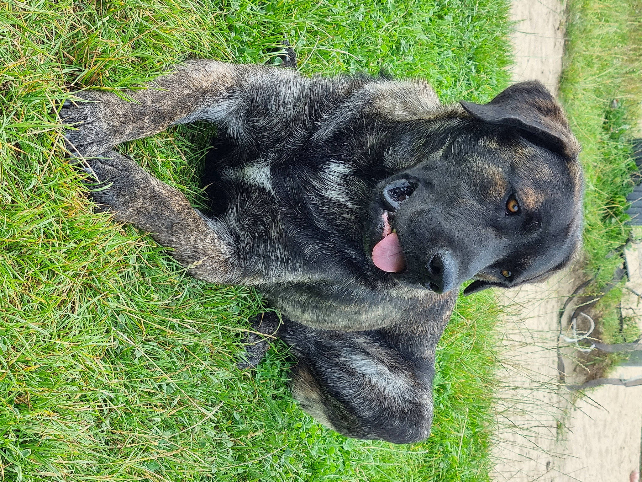 Rio Sado Villa Morena participe au concours pour gagner de l'argent avec cette photo : borador, carnivore, companion_dog, dog, dog_breed, felidae, fur, grass, groundcover, guard_dog, labrador_retriever, non_sporting_group, plant, pointing_breed, retriever, snout, sporting_group, terrestrial_animal, whiskers, working_animal