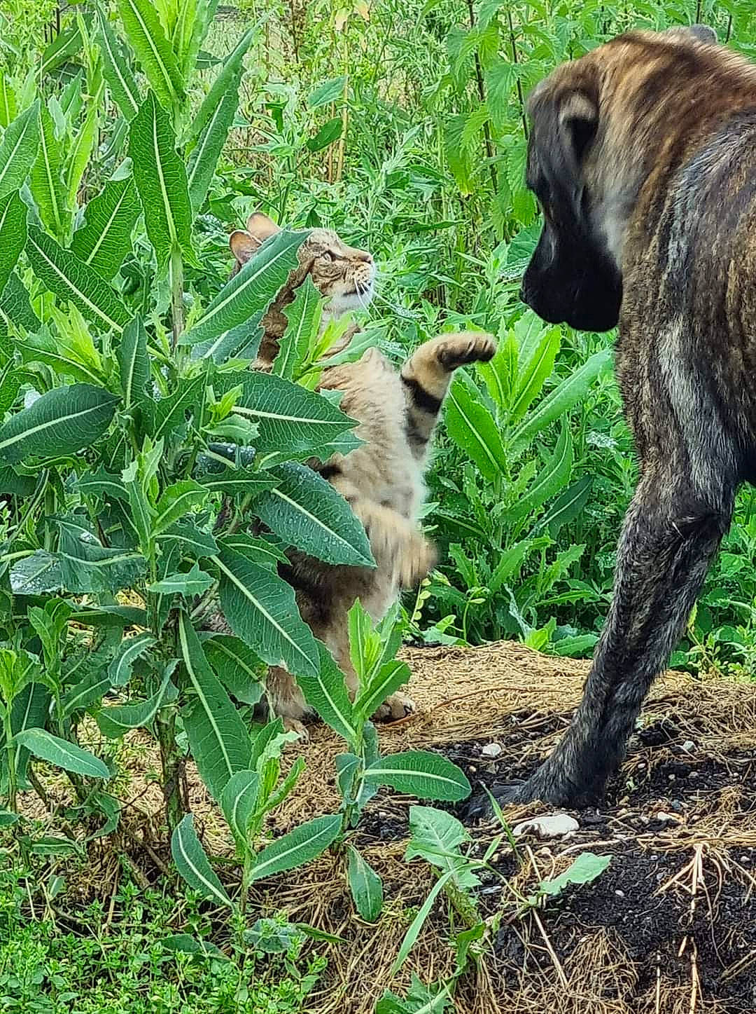 Matou a rejoint le concours — aidez-le/la à gagner de superbes lots ! canidae, dog_breed, fawn, flowering_plant, grass, groundcover, herb, herbaceous_plant, jungle, plant, subshrub, tail, terrestrial_animal, terrestrial_plant, wildlife, working_animal