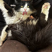 Happy a rejoint le concours — aidez-le/la à gagner de superbes lots ! cat, black_and_white, fluffy, tongue_out, paws_up, pet, animal, fur, indoor, person_holding, clothing, hand, relaxed, cute, playful, close_up, funny_expression, domestic_cat, whiskers, tail