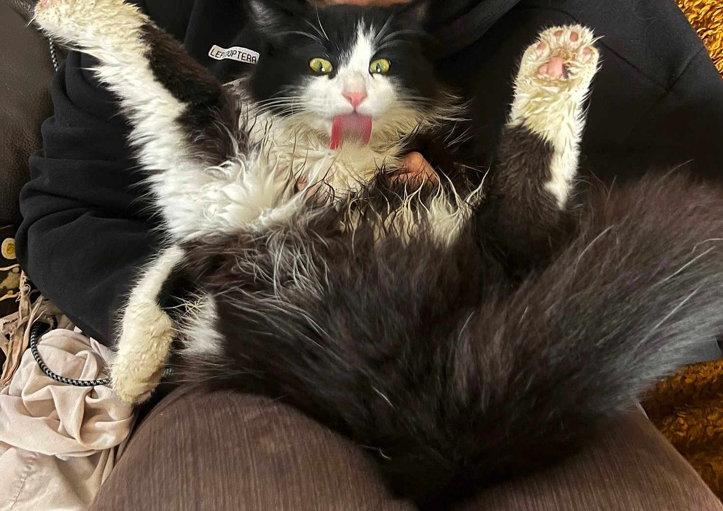 Happy a rejoint le concours — aidez-le/la à gagner de superbes lots ! cat, black_and_white, fluffy, tongue_out, paws_up, pet, animal, fur, indoor, person_holding, clothing, hand, relaxed, cute, playful, close_up, funny_expression, domestic_cat, whiskers, tail