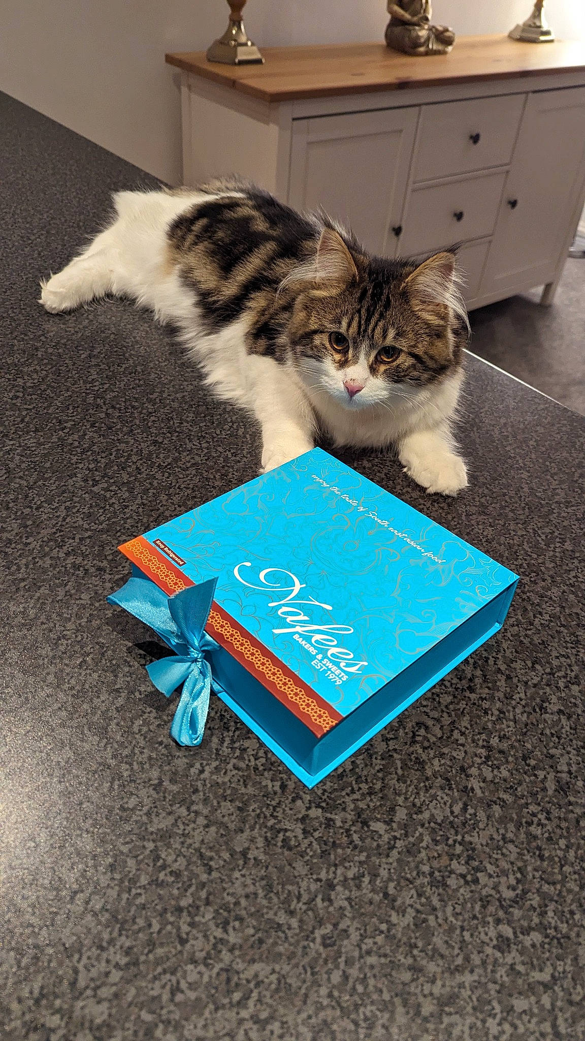 Lady Lilly Pink joined the competition — help win amazing prizes! book, book_cover, box, cabinetry, carnivore, cat, domestic_short_haired_cat, drawer, electric_blue, felidae, flooring, font, fur, paper, paper_product, paw, publication, room, small_to_medium_sized_cats, whiskers