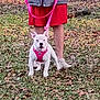 Stormy joined the competition — help win amazing prizes! puppy, dog, white_dog, pink_harness, pink_leash, person, legs, gray_jacket, red_shorts, white_crocs, grass, leaves, outdoor, autumn, pet, walking, animal, nature, casual, daylight