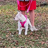 Stormy is registered to the contest to win money with this photo: dog, white_dog, pink_harness, leash, person, legs, red_shorts, gray_jacket, grass, leaves, outdoor, pet, animal, walking, footwear, crocs, curious, small_dog, nature, autumn