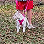 dog, white_dog, pink_harness, leash, person, legs, red_shorts, gray_jacket, grass, leaves, outdoor, pet, animal, walking, footwear, crocs, curious, small_dog, nature, autumn