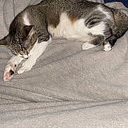 Ruby joined the competition — help win amazing prizes! cat, tabby, sleeping, cozy, blanket, fur, paw, pink_paw_pads, resting, indoor, cute, pet, animal, mammal, feline, whiskers, relaxed, soft, comfort, nap