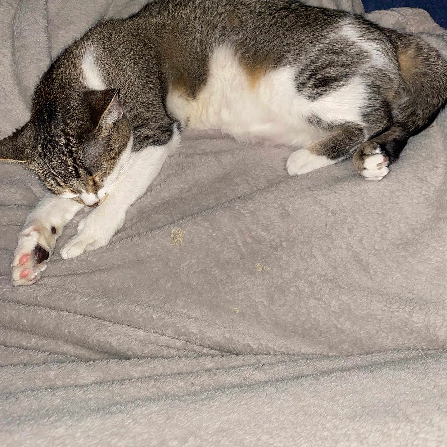 Ruby joined the competition — help win amazing prizes! cat, tabby, sleeping, cozy, blanket, fur, paw, pink_paw_pads, resting, indoor, cute, pet, animal, mammal, feline, whiskers, relaxed, soft, comfort, nap