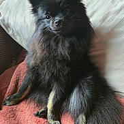 Yuna joined the competition — help win amazing prizes! dog, black_dog, fluffy, pet, animal, cute, indoors, blanket, pillow, relaxed, sitting, fur, small_dog, companion, cozy, home, portrait, friendly, domestic_animal, canine