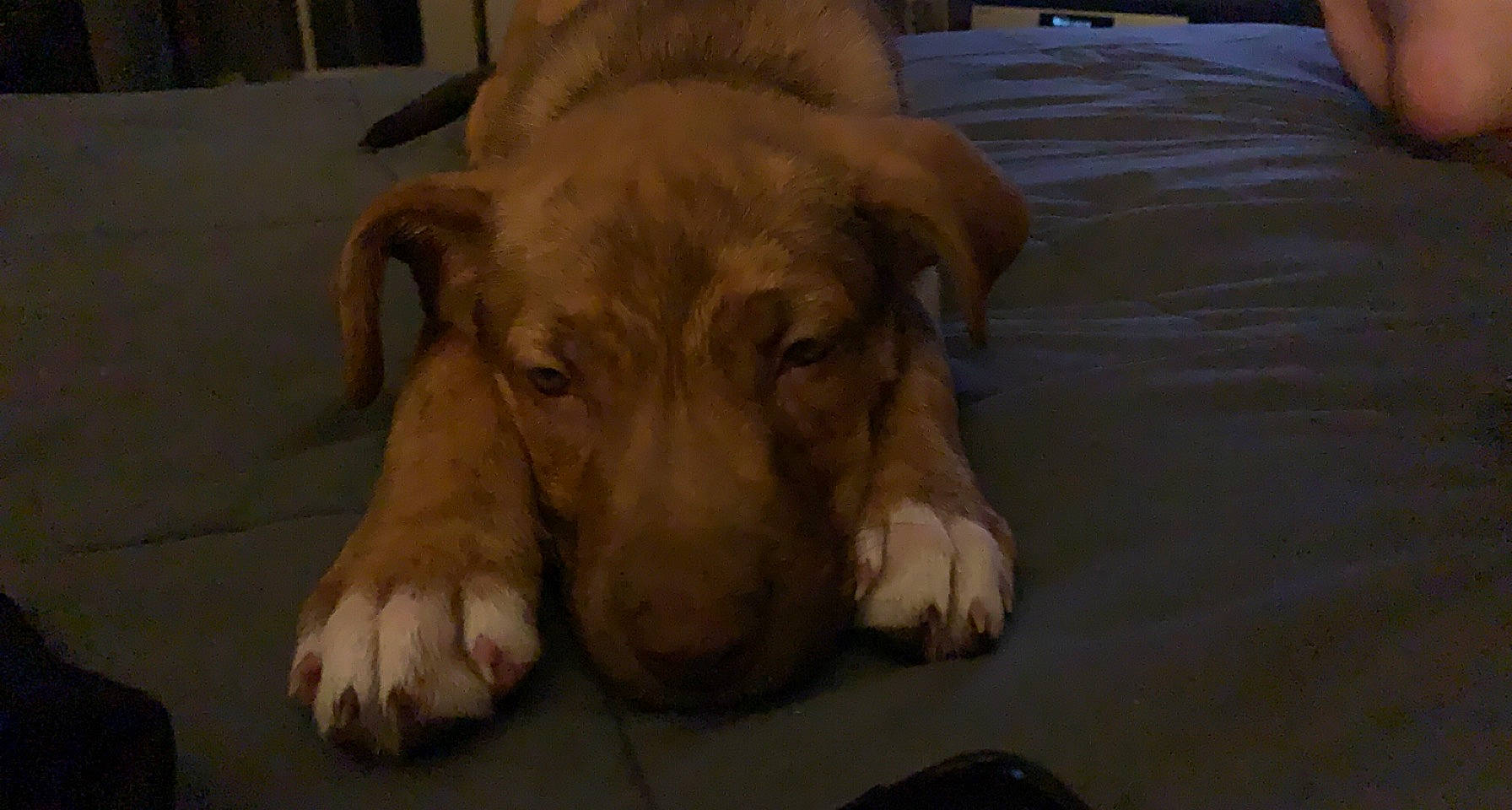 Daisy is registered to the contest to win money with this photo: bored, canidae, carnivore, comfort, companion_dog, dog, dog_breed, fawn, flooring, guard_dog, hardwood, liver, non_sporting_group, snout, sporting_group, terrestrial_animal, wood, working_animal, working_dog, wrinkle