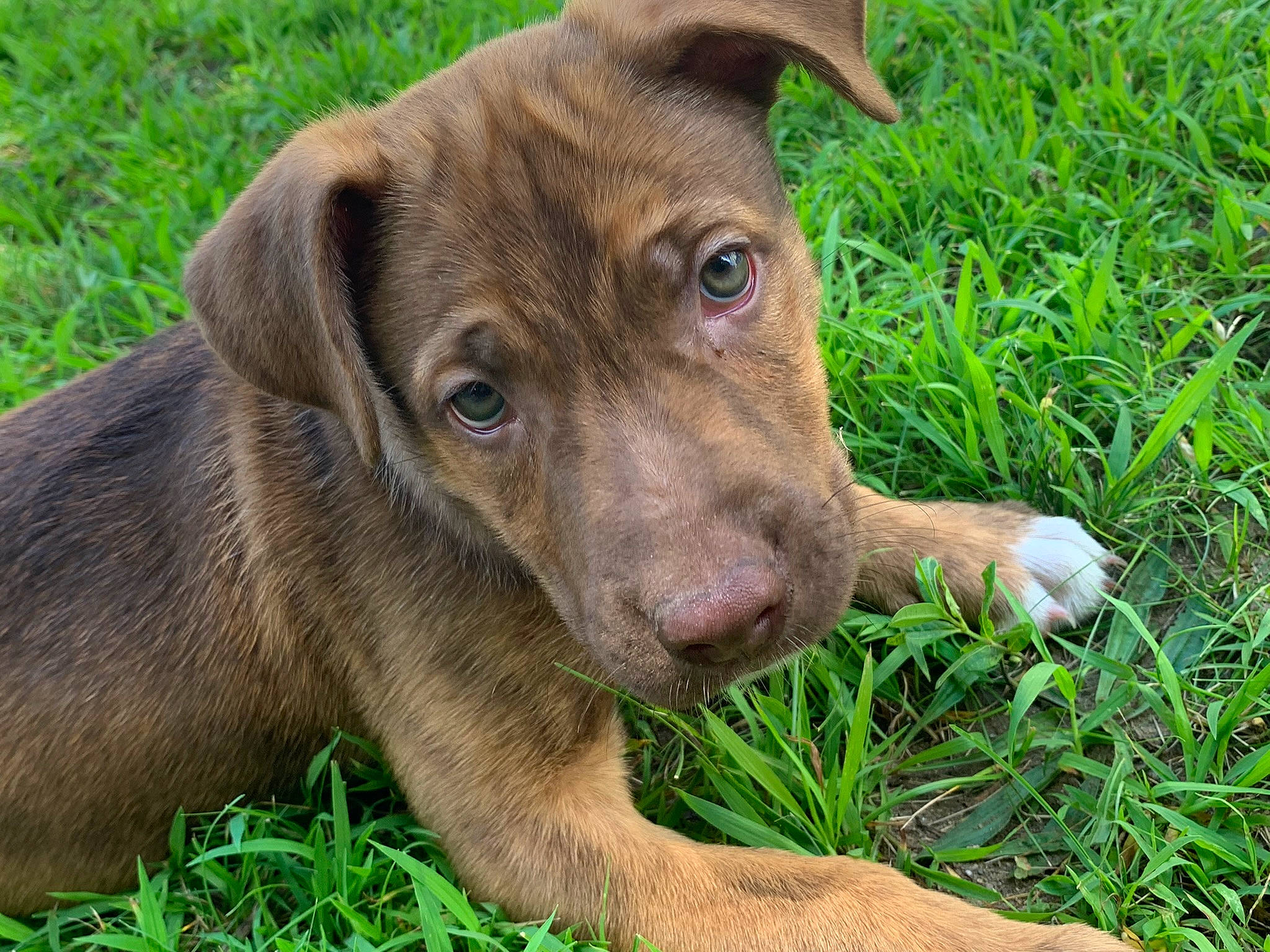 Daisy is registered to the contest to win money with this photo: carnivore, companion_dog, dog, dog_breed, fawn, grass, grassland, groundcover, gun_dog, hat, herbaceous_plant, hunting_dog, labrador_retriever, liver, plant, sporting_group, terrestrial_animal, whiskers, working_animal