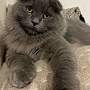Zephyr joined the competition — help win amazing prizes! cat, gray_cat, fluffy, longhaired, folded_ears, amber_eyes, pet, animal, feline, whiskers, paw, relaxed, lying_down, sofa, couch, indoors, portrait, closeup, soft_fur, patterned_fabric