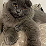 cat, gray_cat, fluffy, longhaired, folded_ears, amber_eyes, pet, animal, feline, whiskers, paw, relaxed, lying_down, sofa, couch, indoors, portrait, closeup, soft_fur, patterned_fabric
