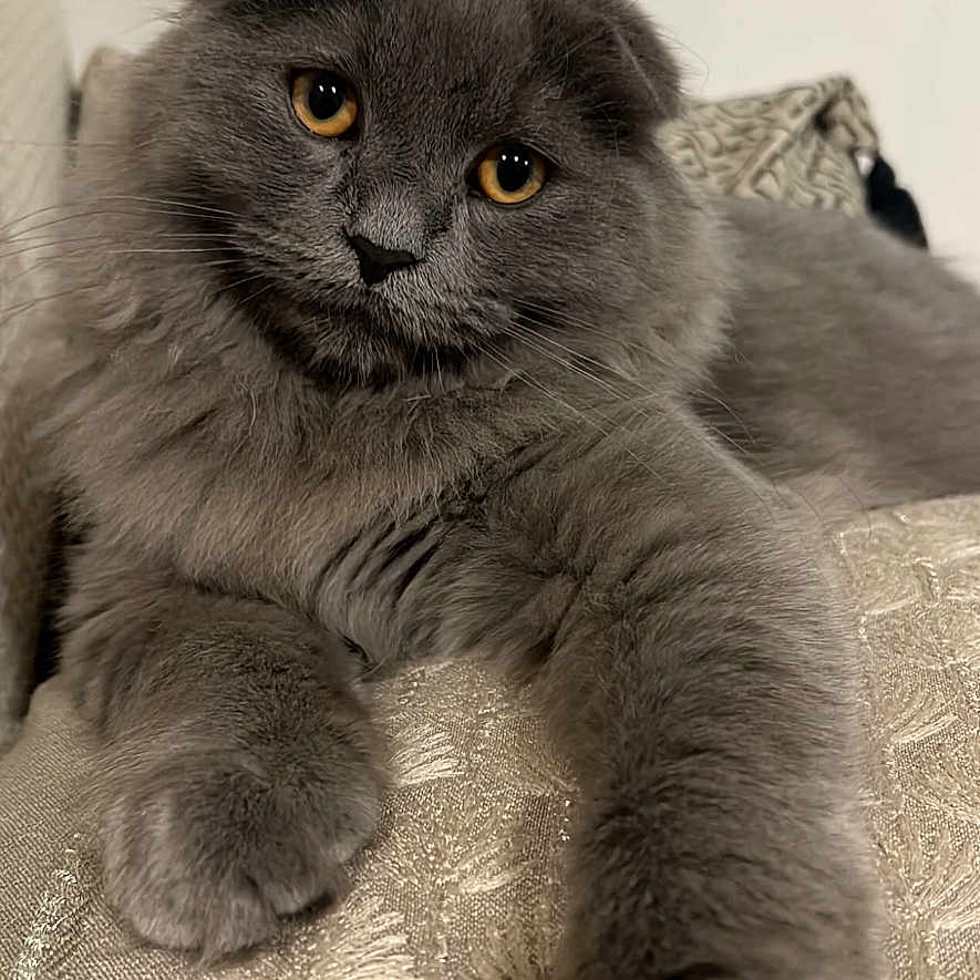 Zephyr