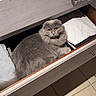 cat, gray_cat, fluffy, furry, pet, animal, drawer, dresser, clothing, pillow, home, indoors, furniture, storage, portrait, sitting, lying_down, yellow_eyes, long_hair, funny